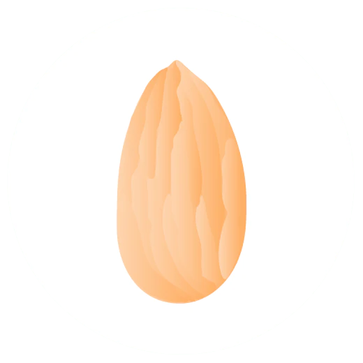 Illustration of an orange almond nut