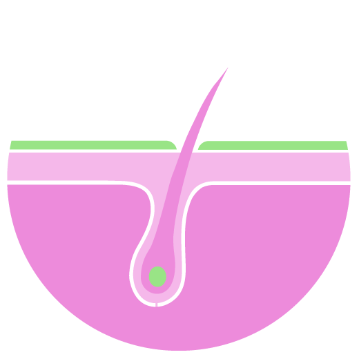 Illustration de la racine de cheveux.